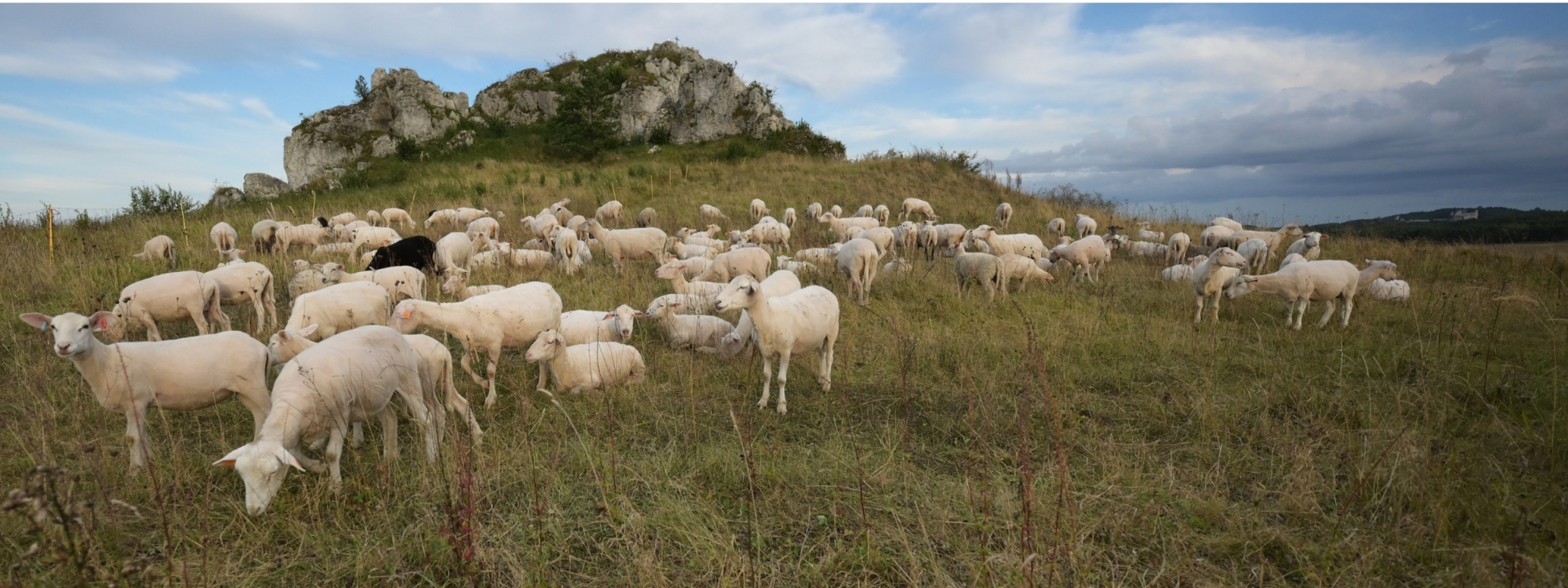 Park Krajobrazowy Orlich Gniazd